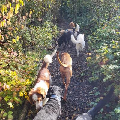 Hondsdraf Hondenuitlaatservice lekker in het bos